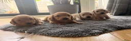 Miniature Dachshund dogs for sale: Miniature Long Haired Dachshund  - Advert 5