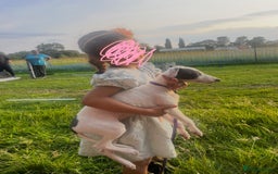 Whippet dogs for sale: Blue & White parti bitch puppy - Image 8