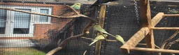Budgerigars birds for sale: Budgie for sale - Advert 4