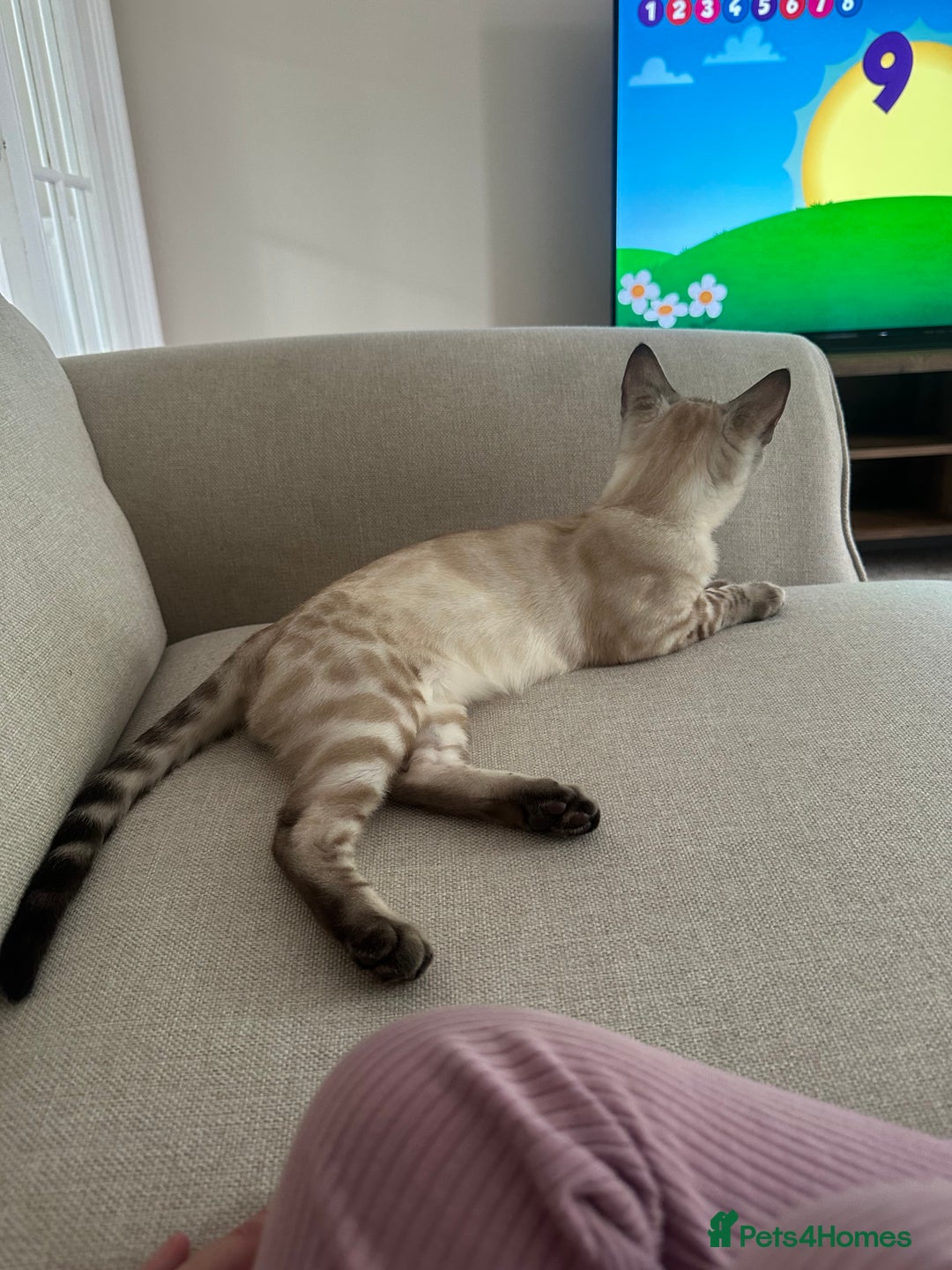 Bengal cats for sale: Bengal kitten (Tica Registered) - Image 10