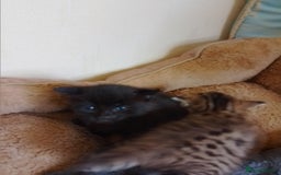 British Shorthair cats for sale: 2 boys cat  - Image 4