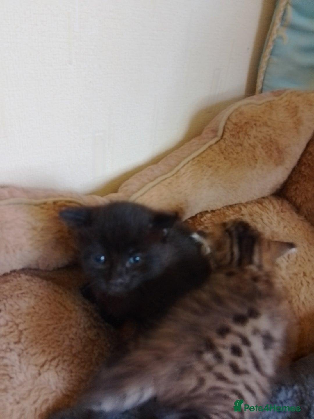 British Shorthair cats for sale: 2 boys cat  - Image 4