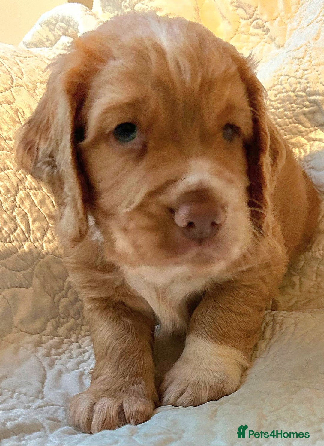 Cocker Spaniel dogs for sale: HEALTH CHECKED KC REG WORKING COCKER SPANIELS  - Advert 14