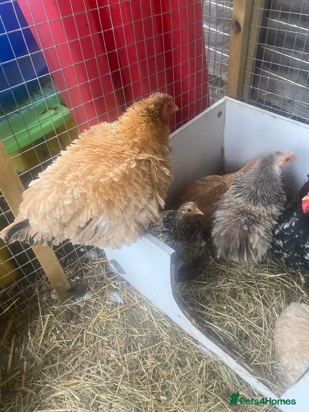 Chickens poultry for sale: Chickens and chicks read description - Advert 3