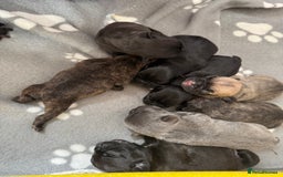 French Bulldog dogs for sale: French Bulldog puppies  - Image 5