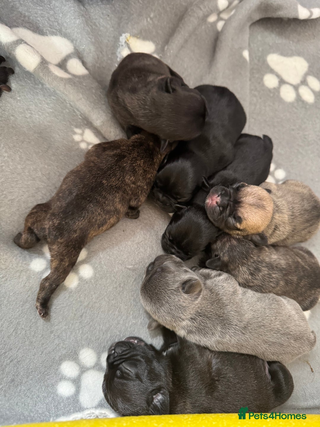 French Bulldog dogs for sale: French Bulldog puppies  - Image 5