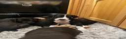 Great Dane dogs for sale: READY NOW… 3 BLACK GIRLS AVAILABLE  - Advert 9