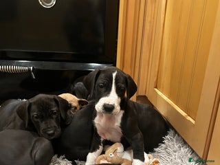 Great Dane dogs Stunning puppies, health tested KC parents. - Advert 2