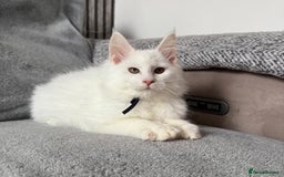 Maine Coon cats for sale: Maine Coon Kittens TICA Registered Cattery  - Image 10