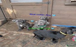 Cane Corso dogs for sale: Cane corso puppies.. - Image 14