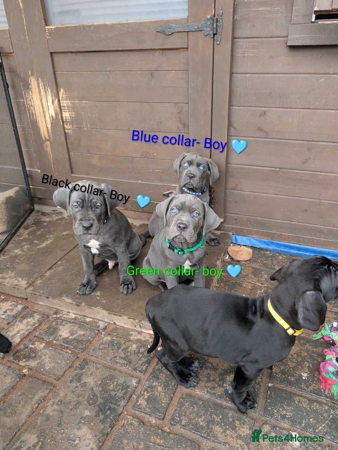 Cane Corso dogs for sale: Cane corso puppies.. - Image 14