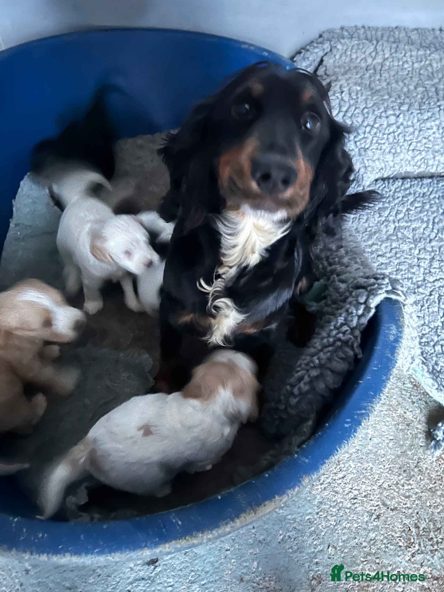 Cockapoo dogs Adorable well socialised F1 Cockapoo pups - Advert 1