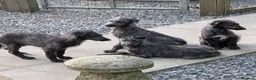 Deerhound dogs for sale: Scottish Deerhound Puppies  - Advert 3