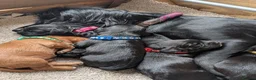 Cocker Spaniel dogs for sale: KC Registered FTCH bloodline Working Cocker Pups - Advert 11