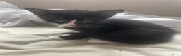 Mixed Breed cats for sale: 4 adorable kittens  - Advert 5