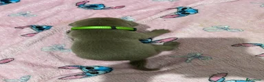 Green collar boy 