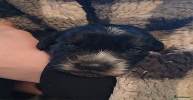 Cocker Spaniel dogs - Advert 10