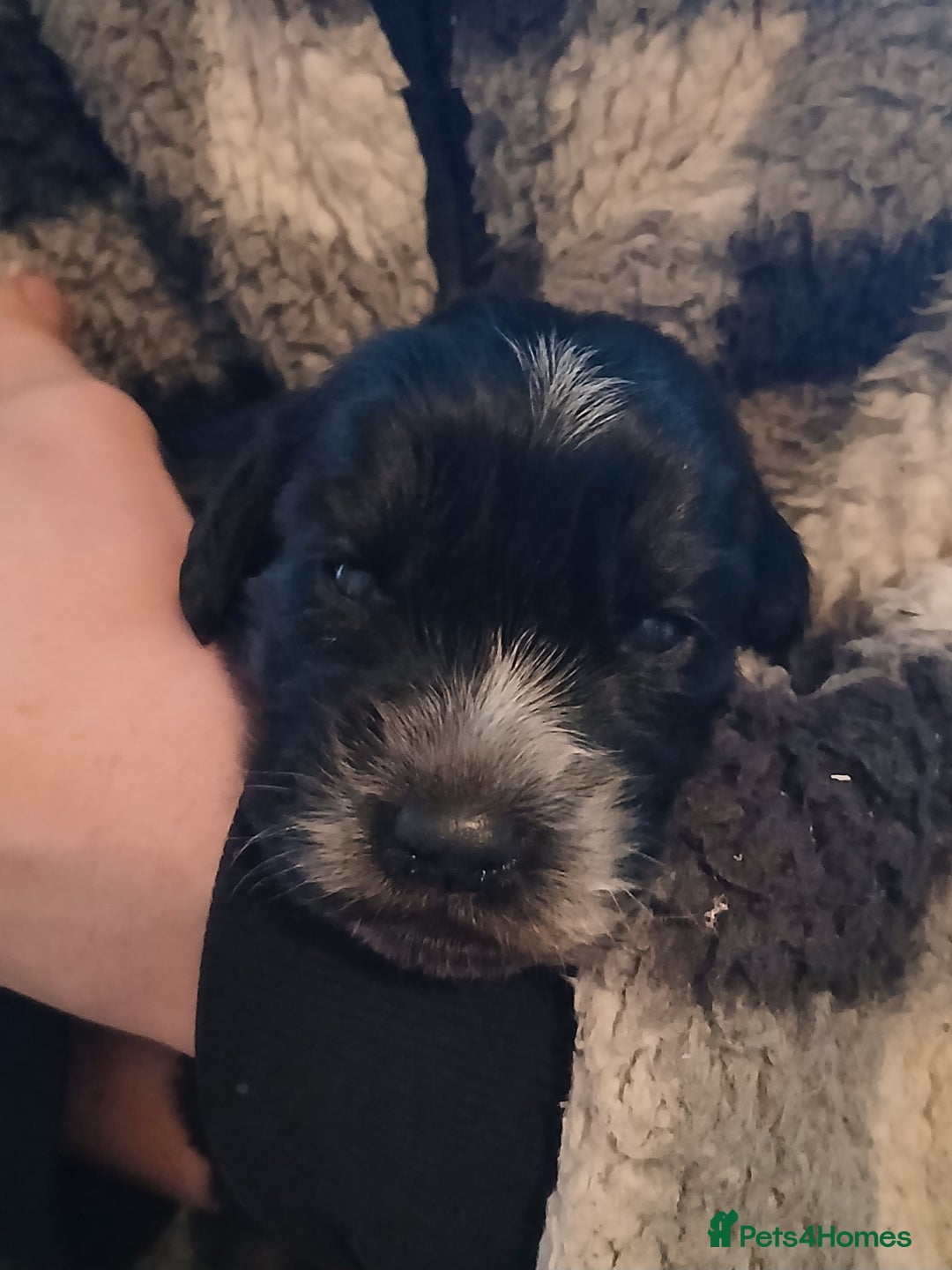 Cocker Spaniel dogs for sale: Cocker Spaniels - Image 3