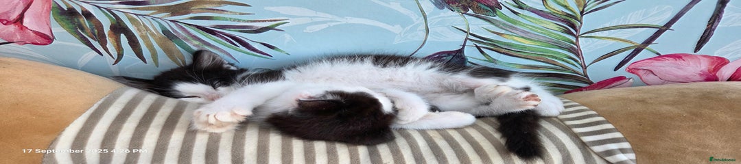 Domestic Shorthair Kitten 5
