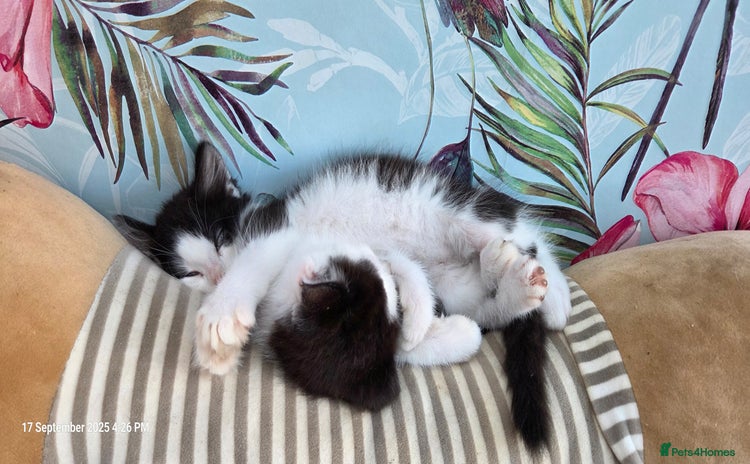 Domestic Shorthair cats - Advert 12