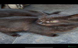 British Longhair cats for sale: Barn Kittens 5 Months Old Brown British Long Hair - Image 1