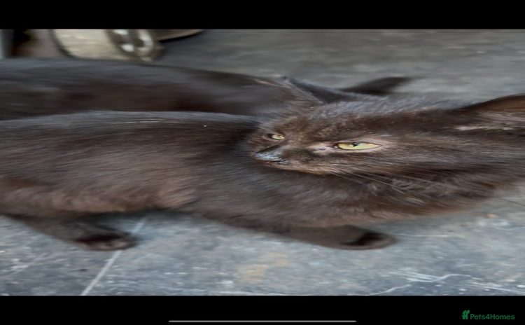 British Longhair cats - Advert 2