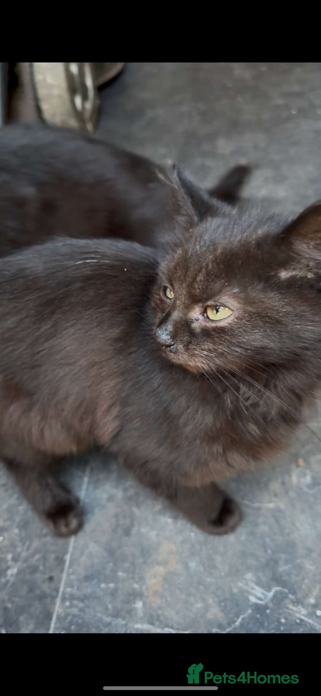 British Longhair cats for sale: Barn Kittens 5 Months Old Brown British Long Hair - Image 1