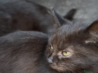 British Longhair cats - Advert 1