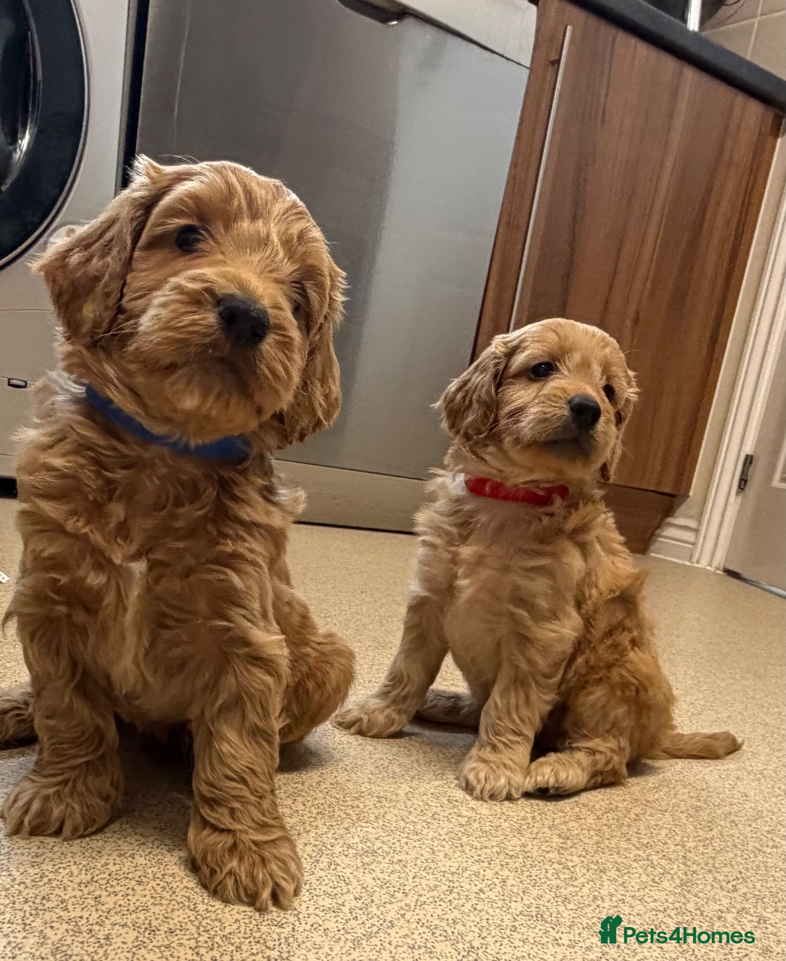 Cockapoo dogs Beautiful F1 Cockapoo Puppies READY NEXT WEEK  - Advert 1