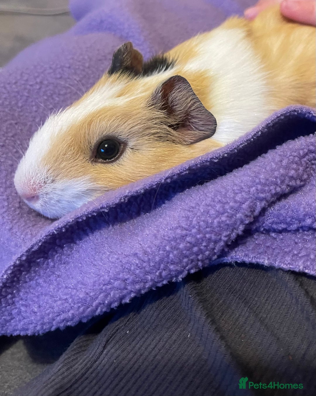 Guinea Pig rodents for sale: Two bonded female guinea pigs - Image 5