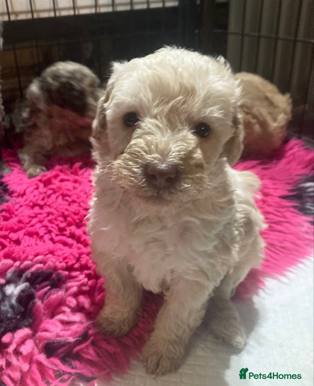 Bordoodle dogs for sale:  Beautiful Bordoodle Puppies inc Merle/Apricot - Advert 20