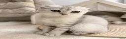 Scottish Fold cats for sale: Gorgeous Scottish fold/ Straight female kittens - Advert 20