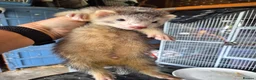 Ferret rodents for sale: Semi Angora Dark Silver Mitted - Advert 5