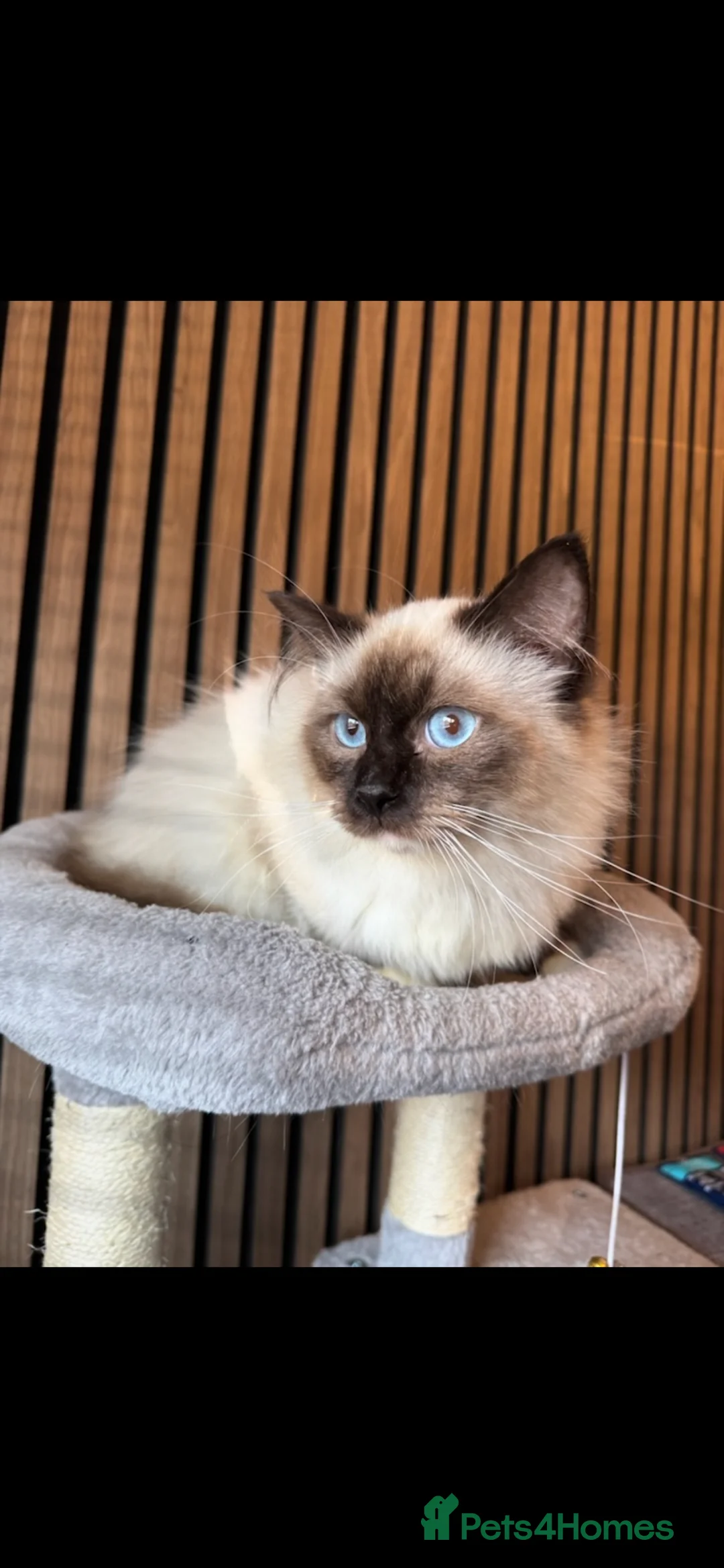 Ragdoll cats for sale: GCCF Female Seal Point 3 years old - Advert 1