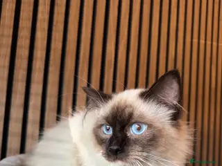 Ragdoll cats GCCF Female Seal Point 3 years old - Advert 1