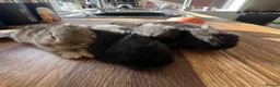 Mini Lop rabbits for sale: 4 baby mini lops ☀️🍓 - Advert 1
