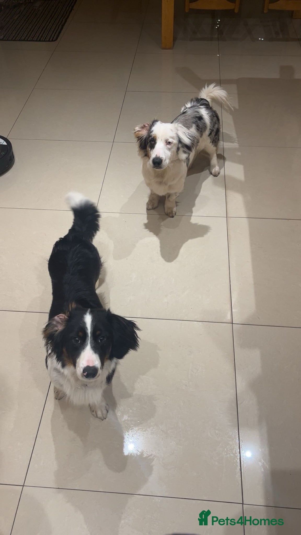 Mixed Breed dogs 2 Male Dachshund x Collie pups for sale. - Advert 16