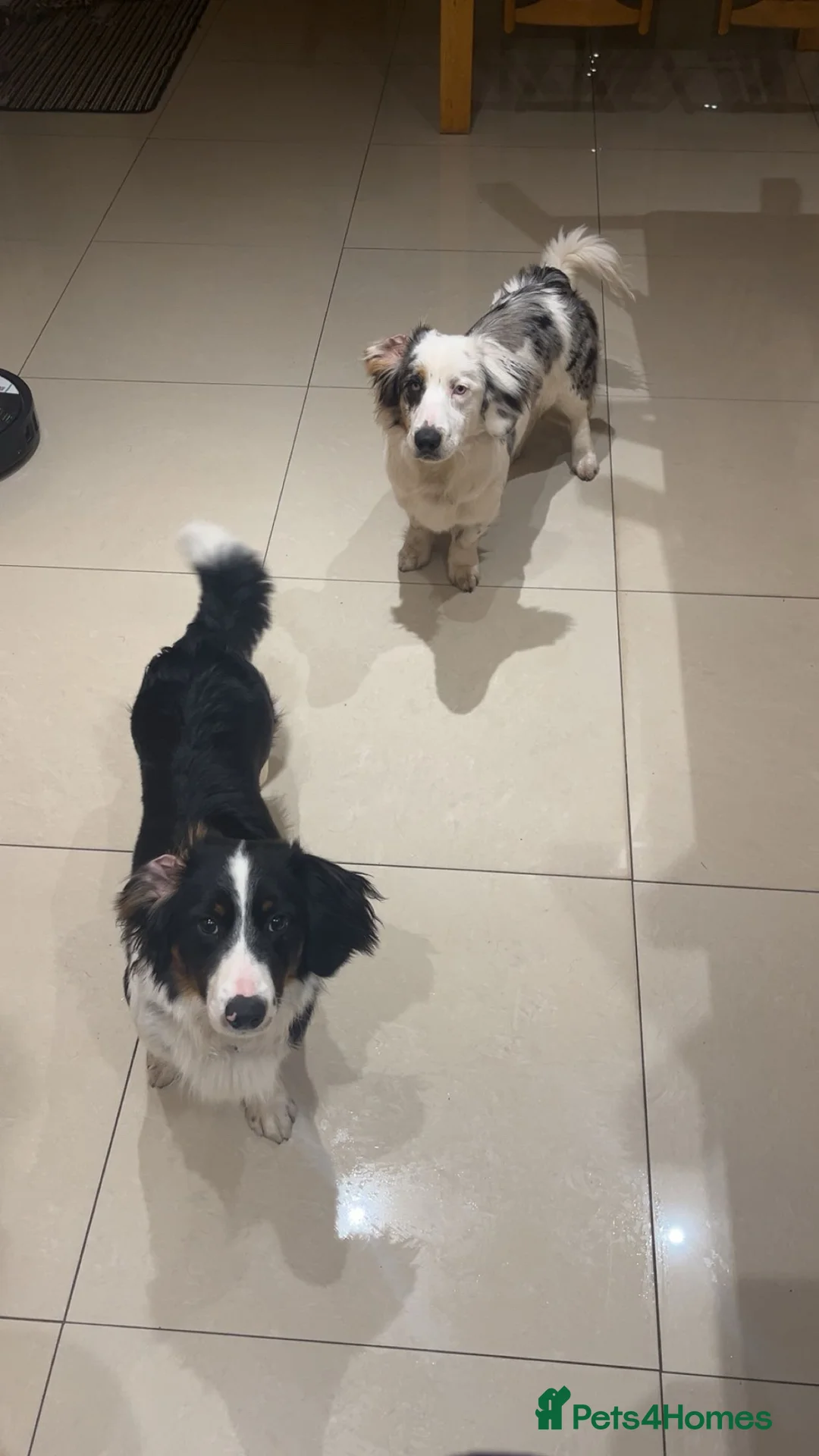 Mixed Breed dogs for sale: 2 Male Dachshund x Collie pups for sale. - Advert 1