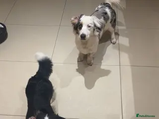 Mixed Breed dogs 2 Male Dachshund x Collie pups for sale. - Advert 16