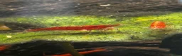 Shrimps fish for sale: Red cherry shrimp  in Wolverhampton - Advert 5