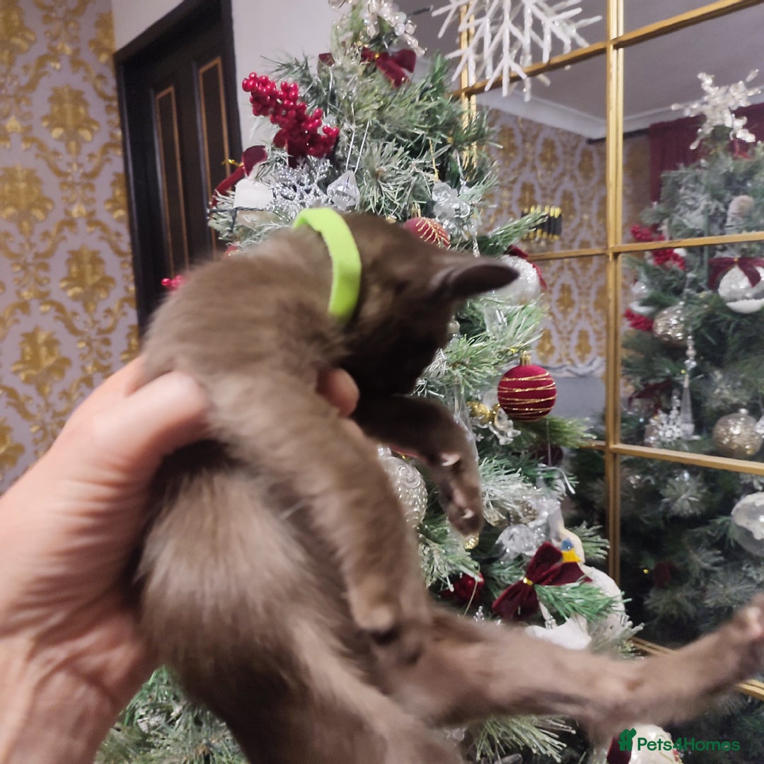 Burmese cats for sale: Lovely Burmese kitten's - Advert 19