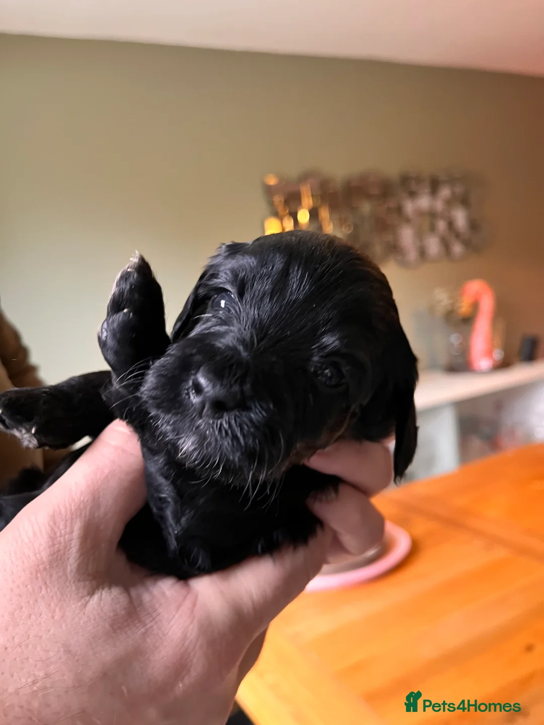 Mixed Breed dogs for sale: Stunning black Australian labradoodle pups - Advert 32