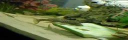 Catfish fish for sale: Bristlenose Albino & Brown in Luton - Advert 2