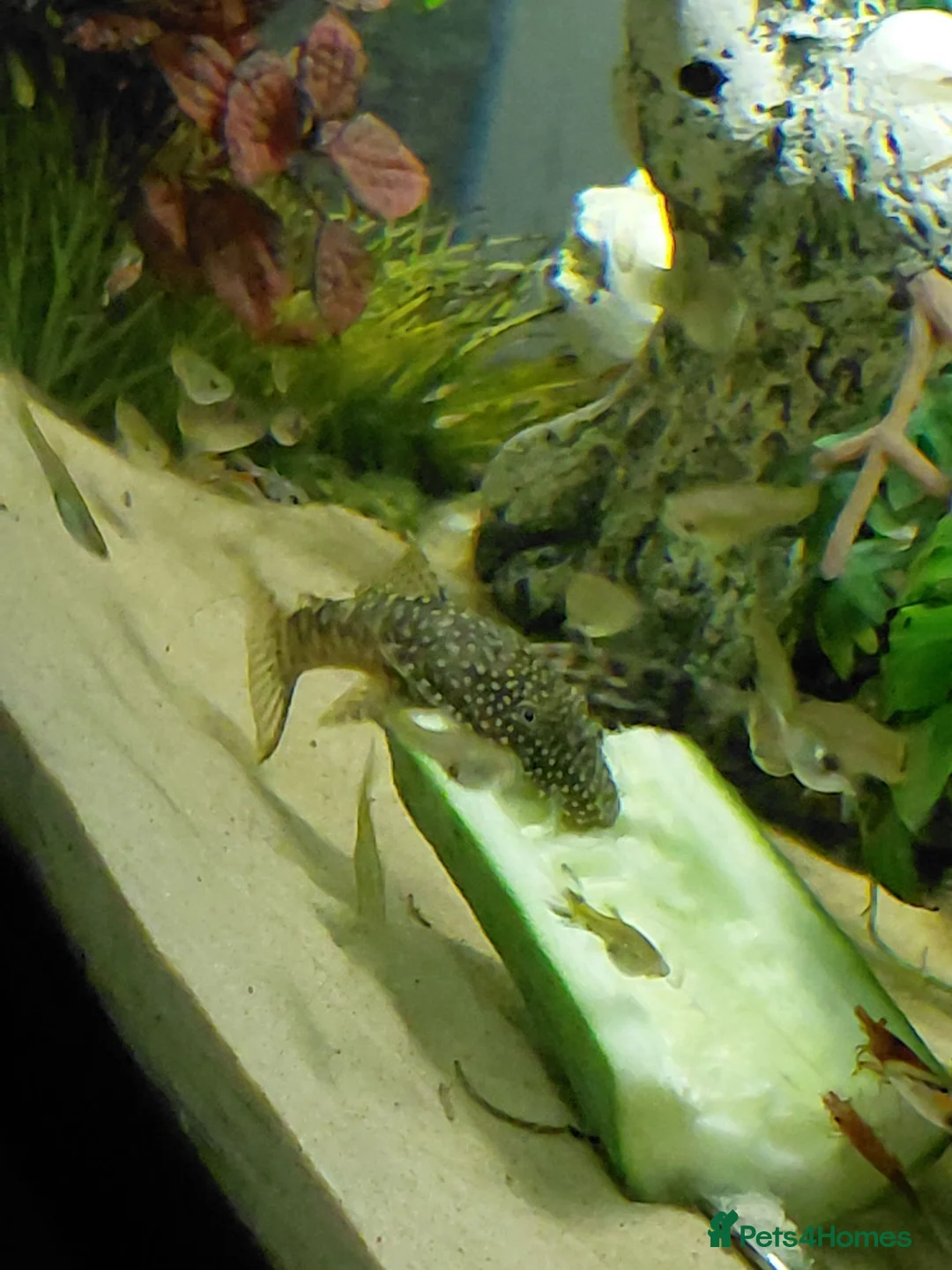 Catfish fish for sale: Bristlenose Albino & Brown in Luton - Advert 2