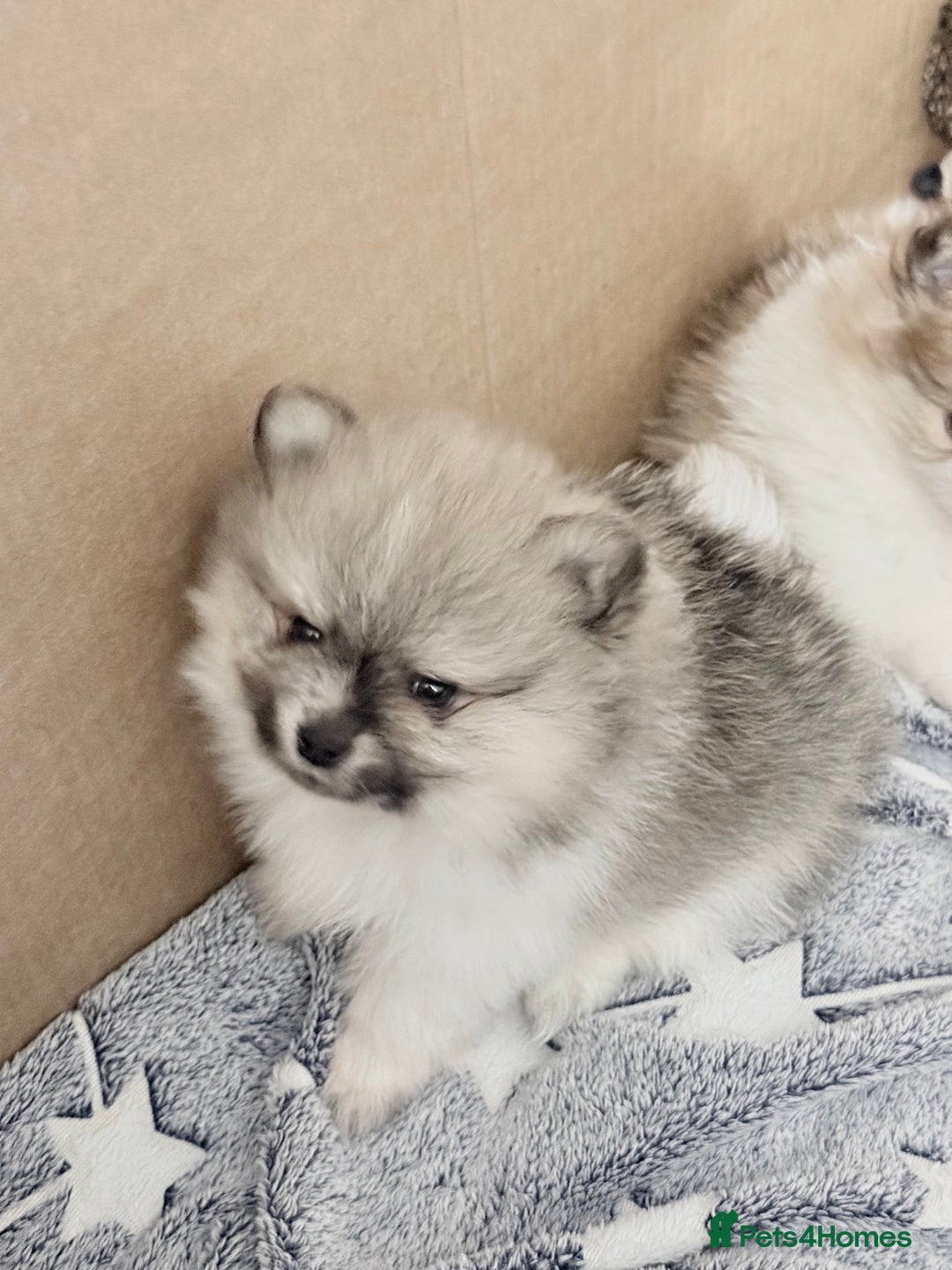 Pomchi dogs for sale: 3/4 Pom 1/4 chi Pomchi F1BB - Advert 29
