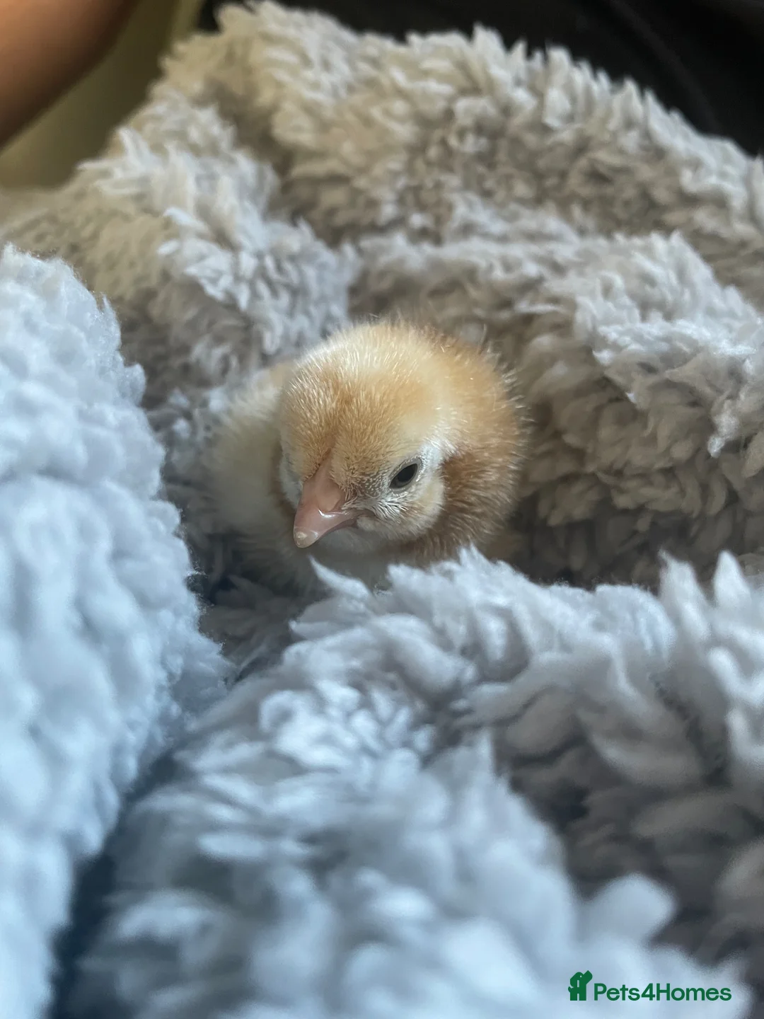 Chickens poultry for sale: Cornish bantam game chicks in Wickford - Advert 1