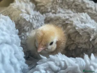 Chickens poultry Cornish bantam game chicks - Advert 5