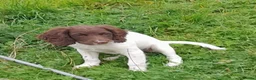 English Springer Spaniel dogs for sale: Gorgeous English Springer Spaniels Puppies - Advert 21