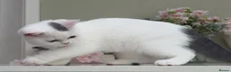 British Shorthair cats for sale: Stunning British Shorthair kittens  - Advert 10