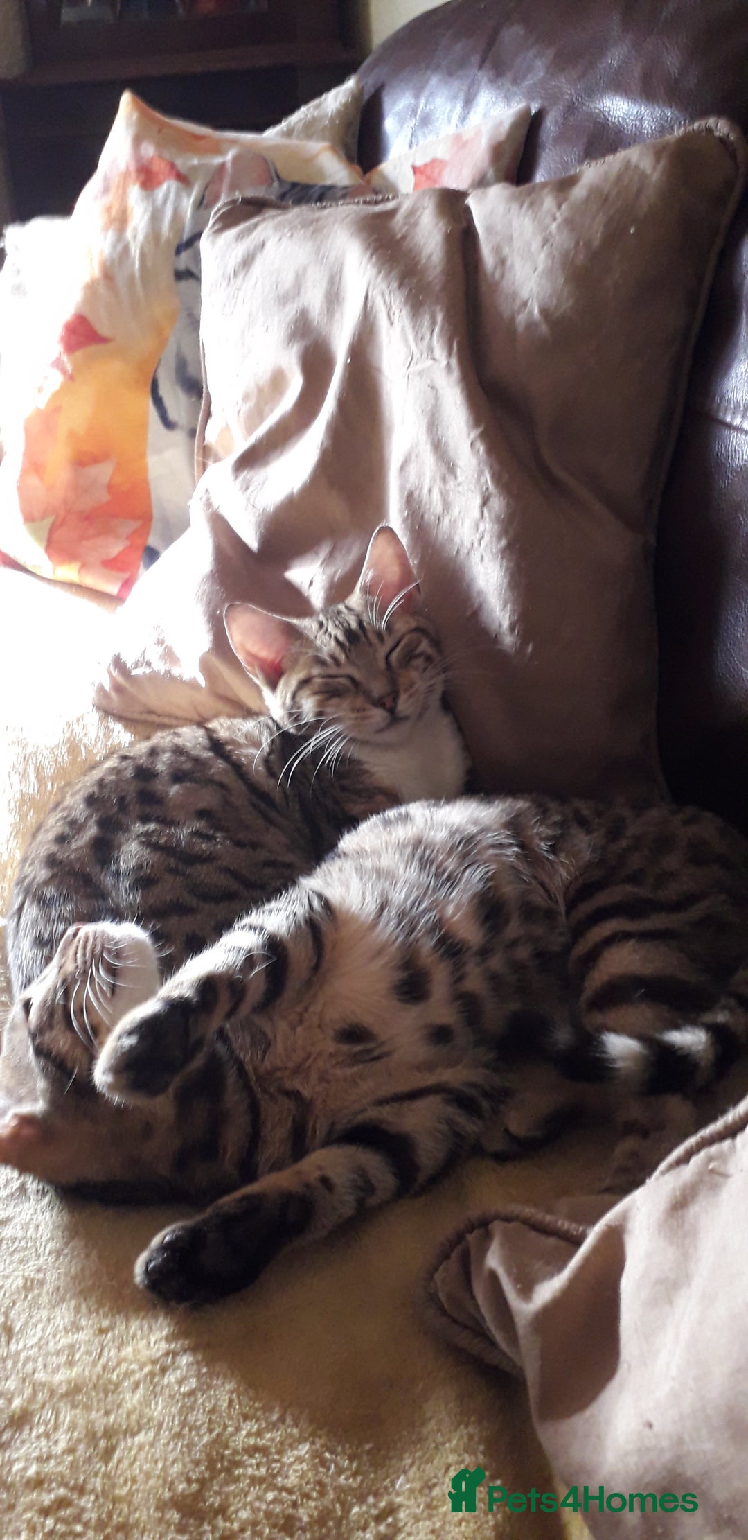 Bengal cats for sale: Beautiful Large & small Bengal kittens  - Advert 13